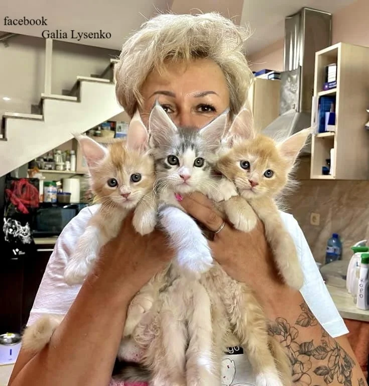 Котенца Мейн Куун — снимка 4
