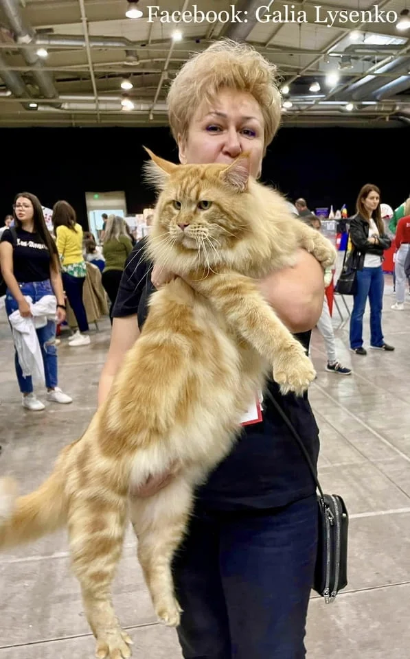 Котенца Мейн Куун — снимка 6