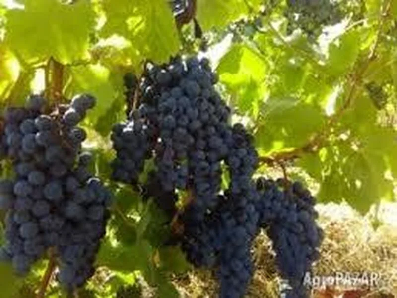 Продавам Памид – на ниска цена.Отлично качество
