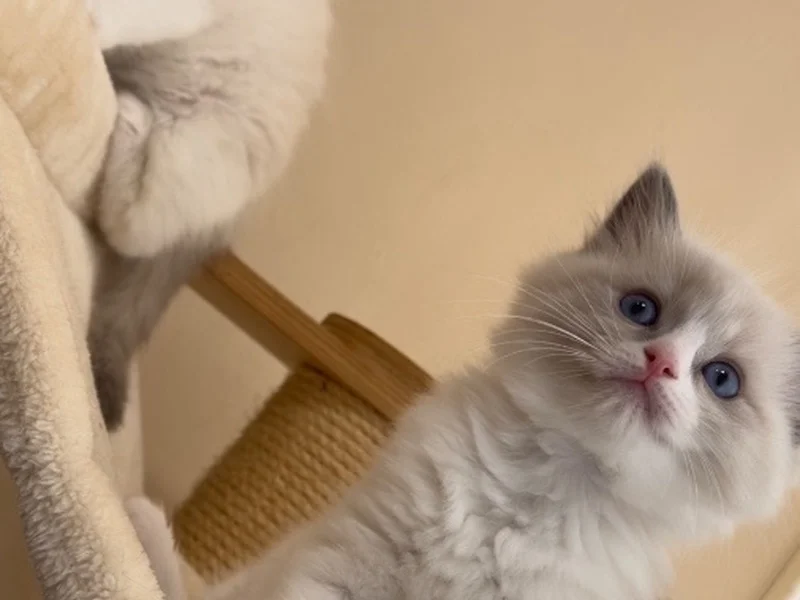 Котета Регдол/Рагдол — снимка 3