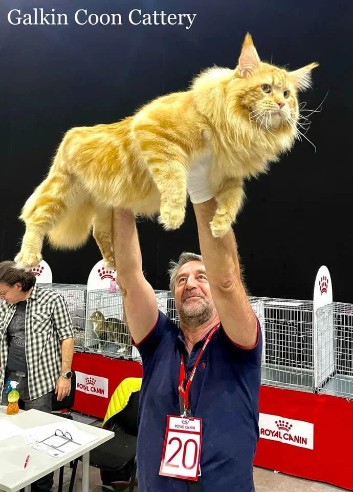 Котенца Мейн Куун