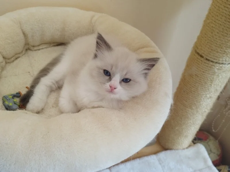 Котета Регдол/Рагдол — снимка 4
