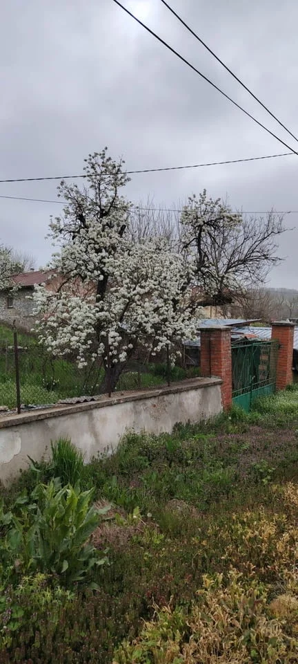 Едноетажна къща с парцел в село Динево, обл.Хасково — снимка 3