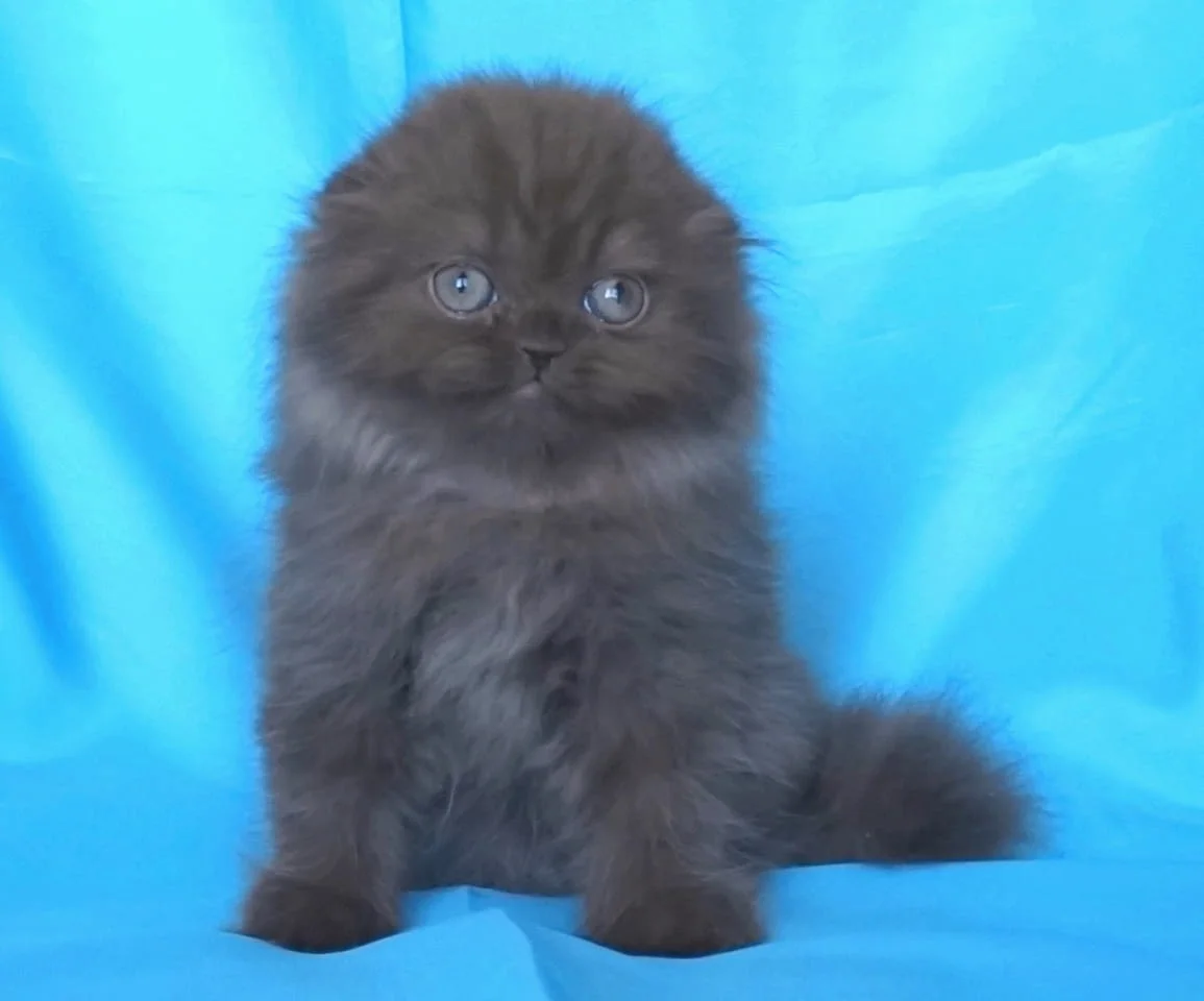 Шотландски клепоухи котенца — снимка 3