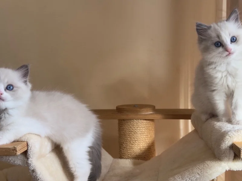 Котета Регдол/Рагдол — снимка 2