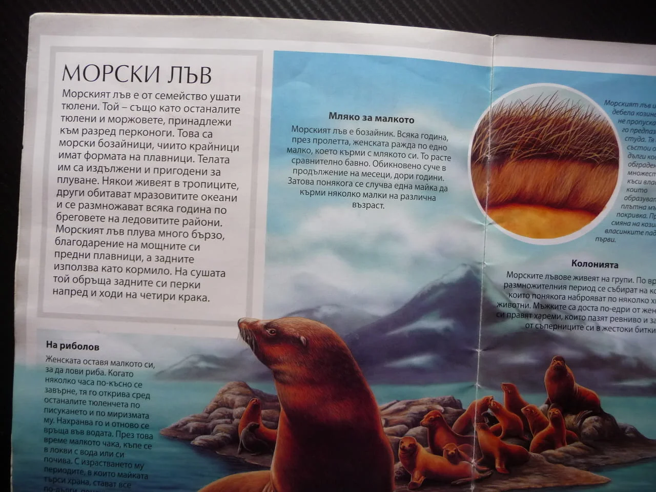 Полярните животни детска красиви рисунки бяла мечка пингвини морски лъв овцебик морж тюлени сова пан — снимка 2