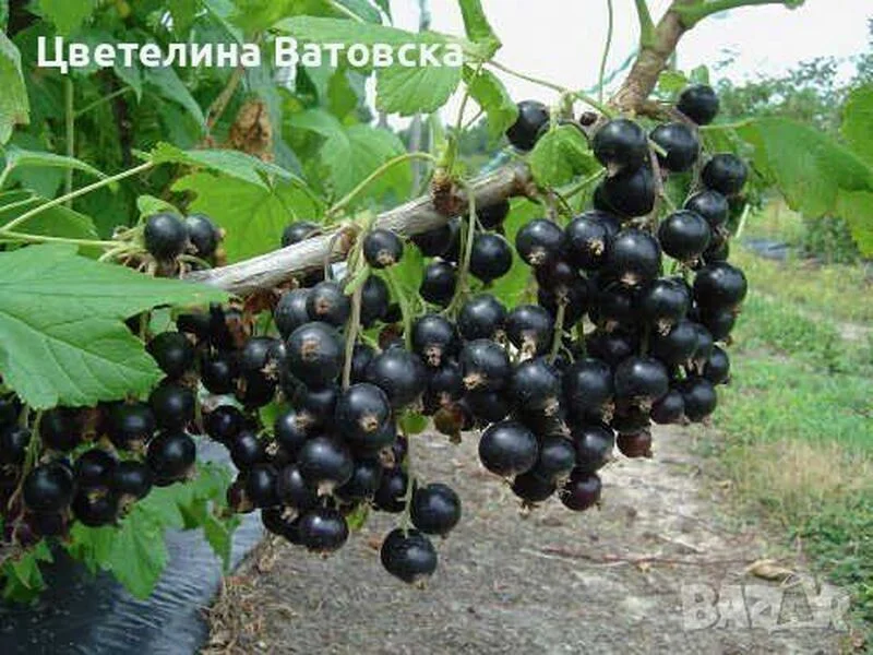 Продавам черен и бял разсад касис — снимка 3