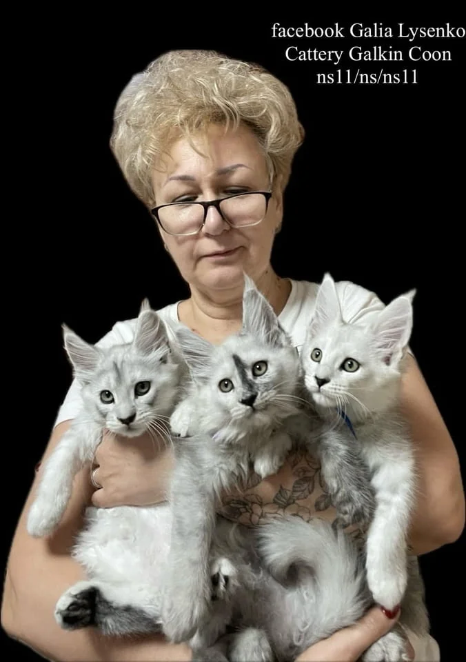 Котенца Мейн Куун — снимка 7