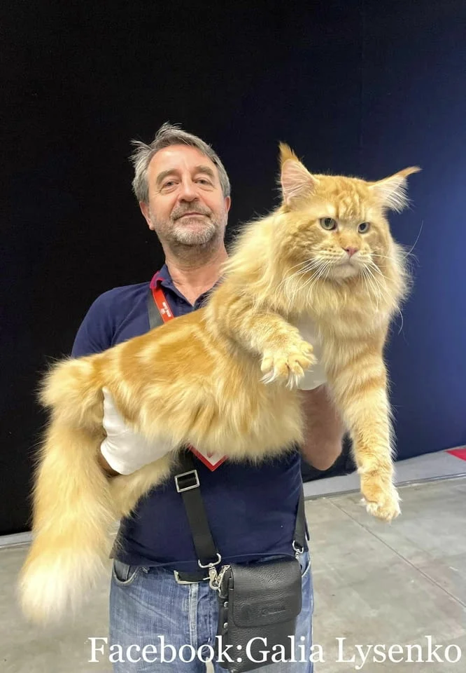 Котенца Мейн Куун — снимка 3