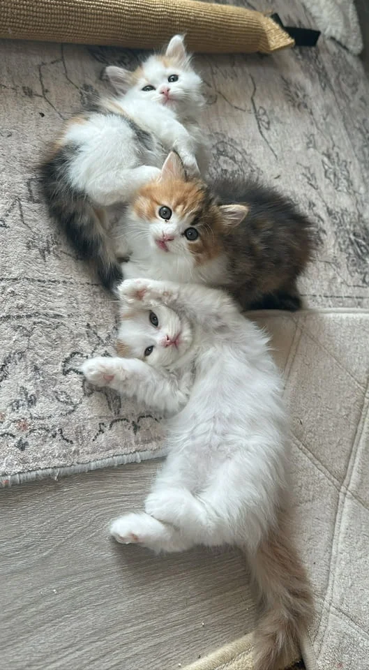 Ангорско Коте с Доставка до Вас! Домашни Дългокосмести Котенца с Хигиенни Навици — снимка 7