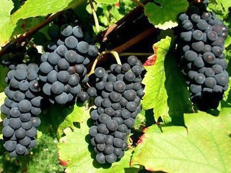 Продавам грозде – Памид,Каберне совиньон,Мускат отонел — снимка 2