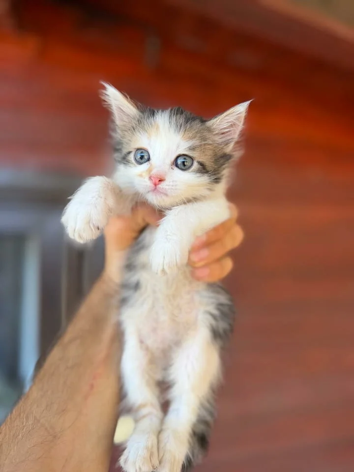 Ангорско Коте с Доставка до Вас! Домашни Дългокосмести Котенца с Хигиенни Навици
