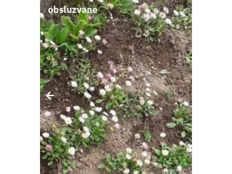 Парички цвете — снимка 2