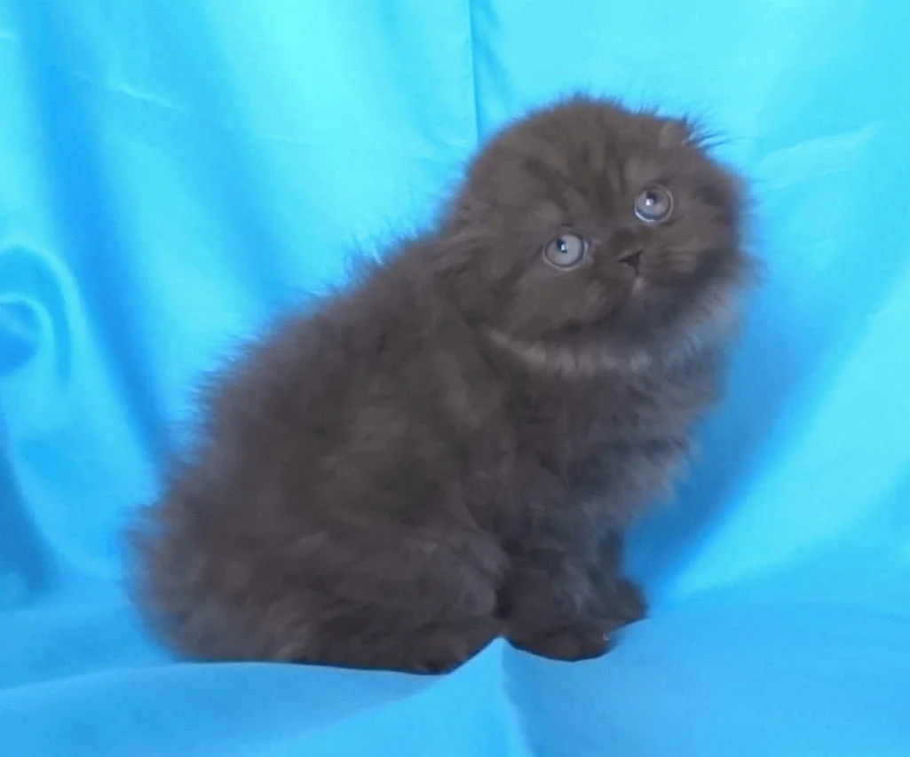Шотландски клепоухи котенца — снимка 4