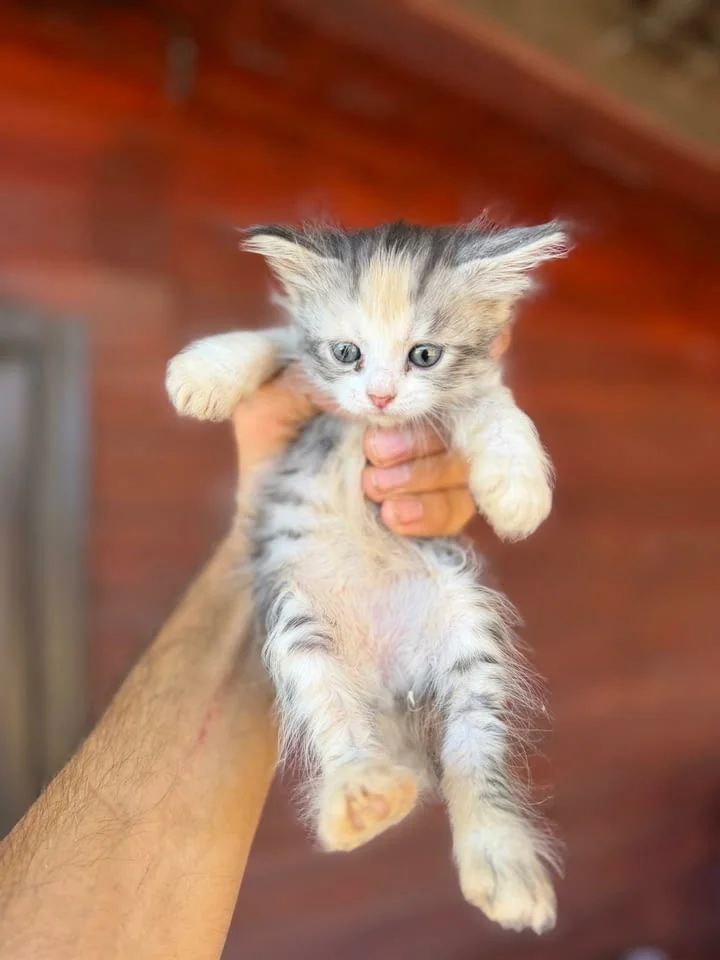 Ангорско Коте с Доставка до Вас! Домашни Дългокосмести Котенца с Хигиенни Навици — снимка 2