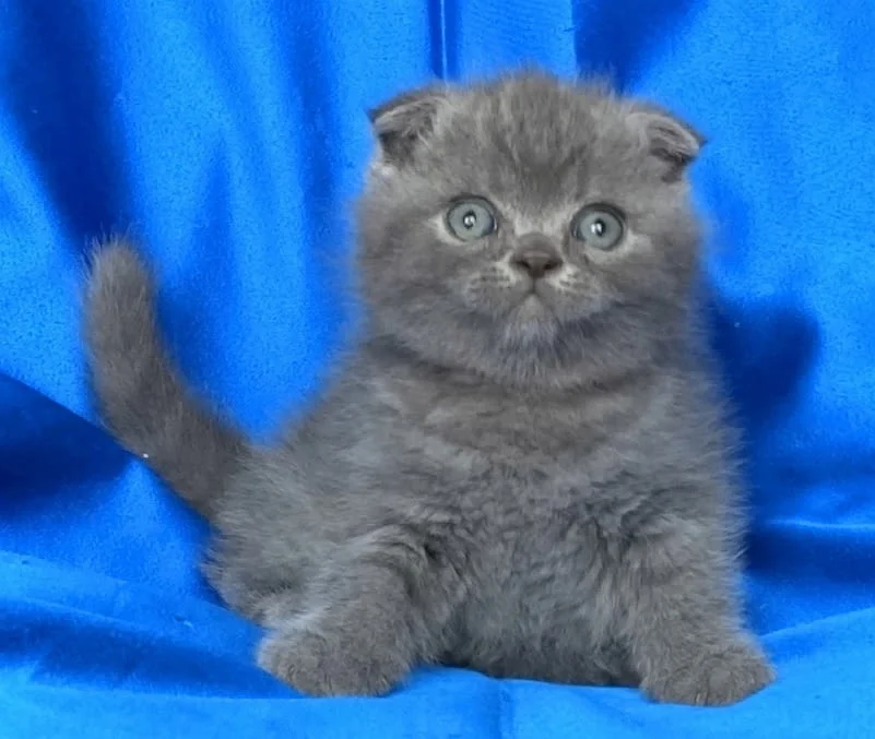 Шотландски клепоухи котенца — снимка 2