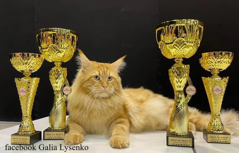 Котенца Мейн Куун — снимка 2