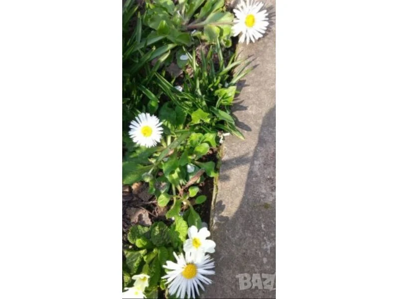 Парички цвете