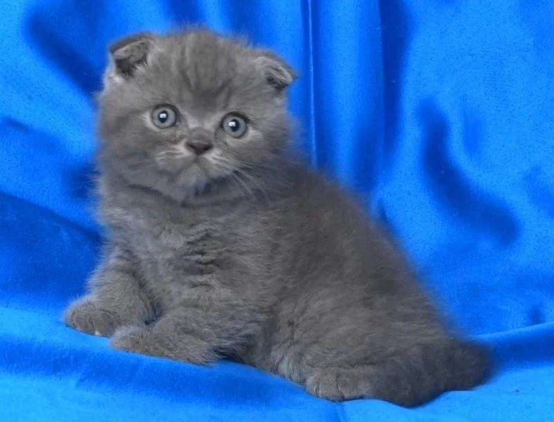 Шотландски клепоухи котенца